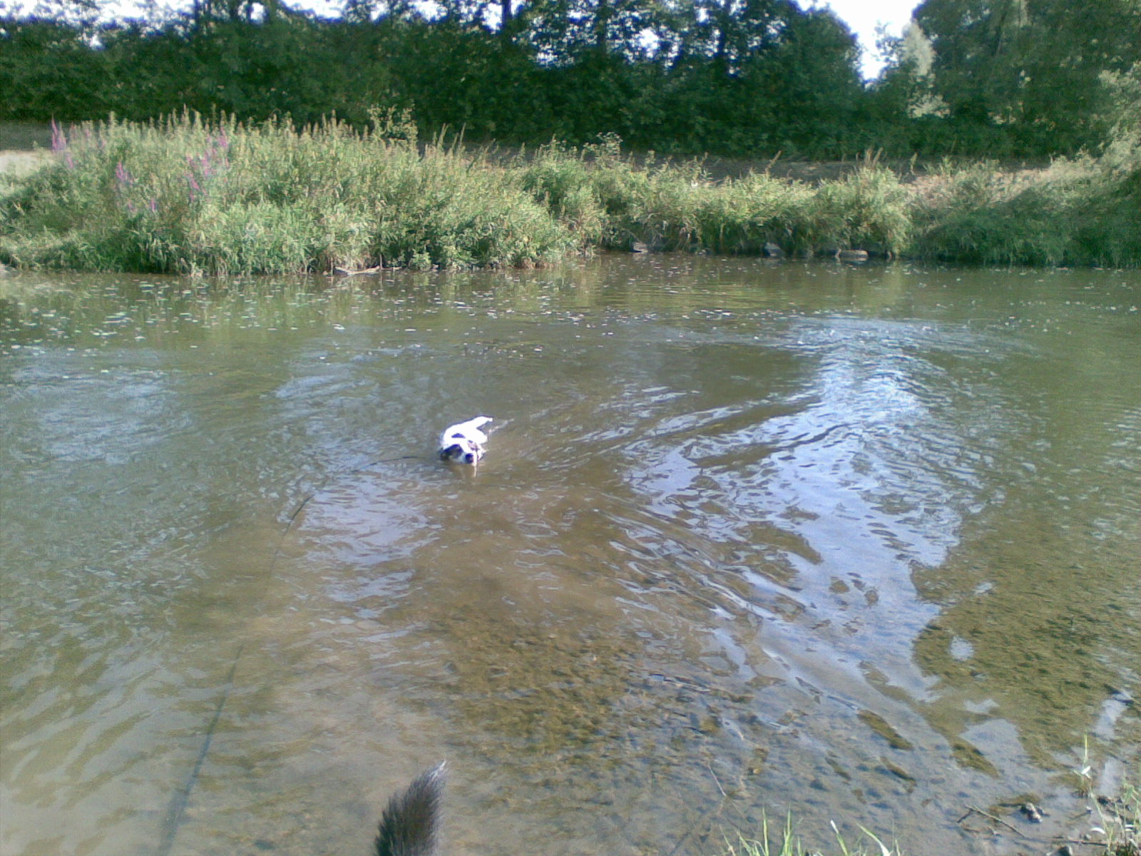 Freischwimmer-Abzeichen.jpg (1600 x 1200)